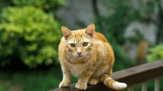 Ginger cats came to Britain with the Vikings
