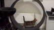 Cat Does Exercise on Cat Wheel