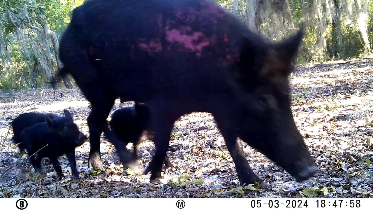 Feral Hogs