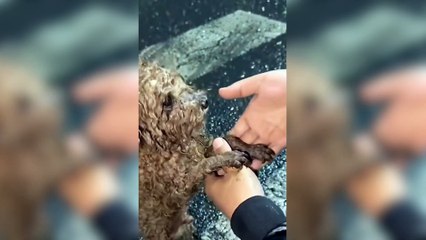 Cãozinho vítima das enchentes é resgatado por morador na cidade de Três Coroas