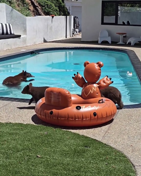 ursa piscina