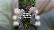 Encontraron un nuevo yaguareté en la Reserva Natural Formosa