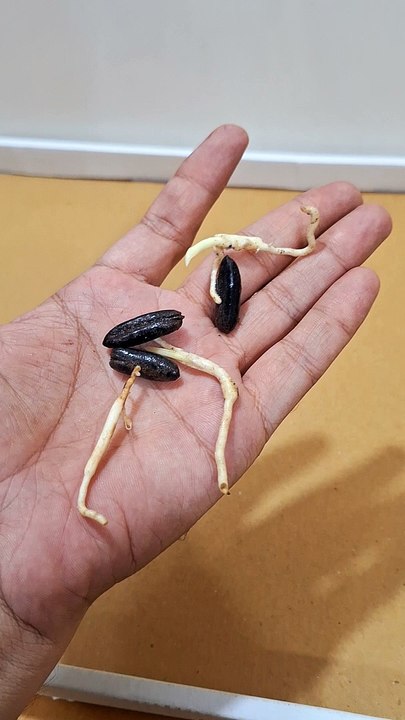 khajur seed sprouting Date Palm Seed Germination