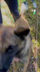Le nez d’un chien possède 220 millions de récepteurs olfactifs : découvre avec @monsieurlechat94 comment ce super sens est utilisé pour la recherche de personnes disparues !