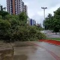 Árvore tomba no Corredor Vera Arruda, após fortes chuvas em Maceió