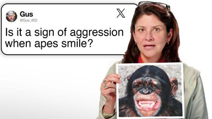 Primatologist Tara Stoinski Answers Your Burning Ape Questions 🦍