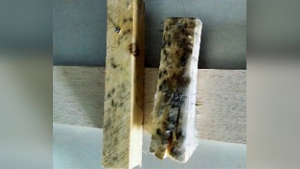 충남 당진 아파트 신축공사에 곰팡이 자재...'공사중지 명령' / YTN