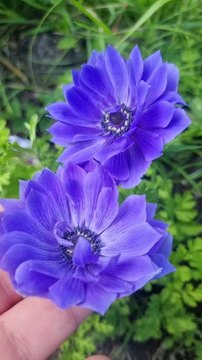 Ça commence à pousser les fleurs ! #DailySeMetAuVert (Exclusivité Dailymotion)