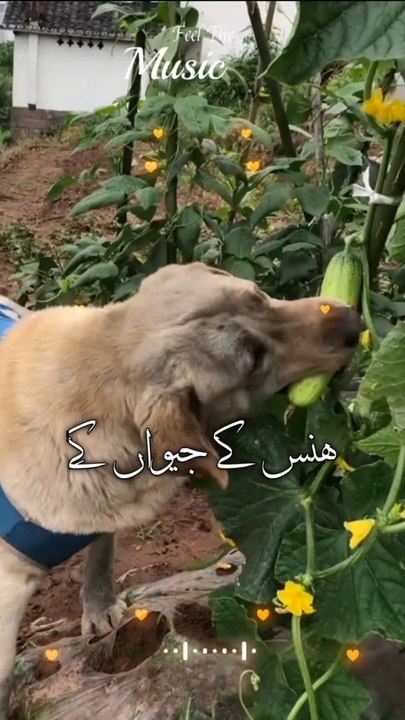 Funny dog