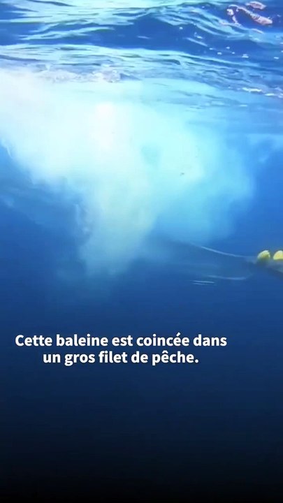 Une maman baleine est piégée dans un filet de pêche ❤️