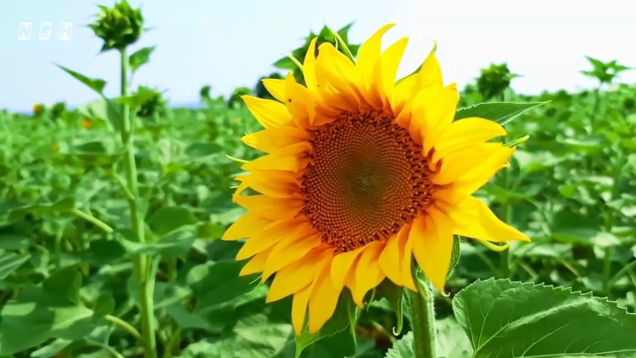 Stress relief relaxation film "Peace for Soul - 2" with most beautiful birds, flowers, seascapes, landscapes & relaxing music.