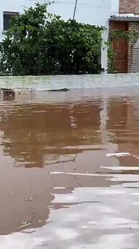 Jacaré foi avistado percorrendo uma rua de Porto Alegre, capital do Rio Grande do Sul