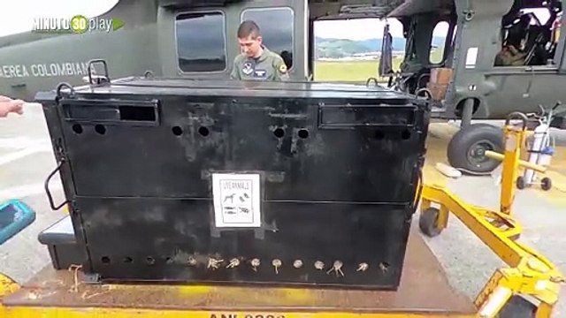 Dos Osos Andinos fueron trasladados por la Fuerza Aérea Colombiana hacia un santuario para esta especie