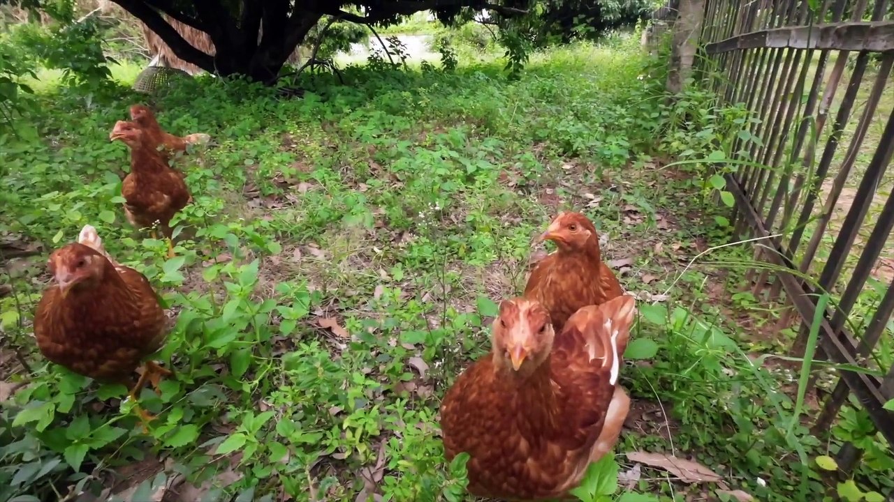 Abendspaziergang - ich wurde geschlagen. #Garten #Thailand2022 #Hühner #Raupe #Carport #Hausbau