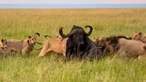 Large Pack of Lions Hunt Lone Buffalo
