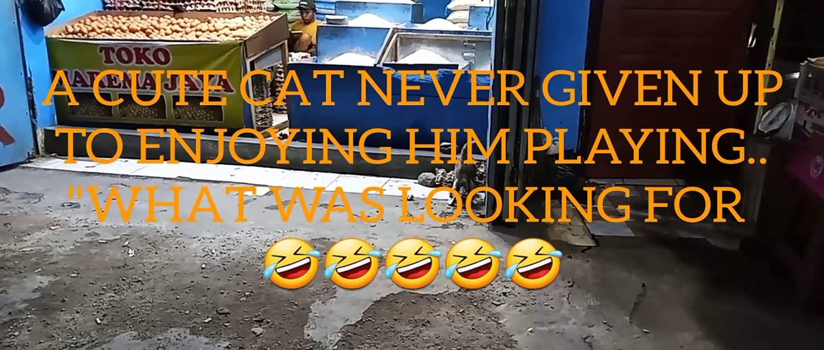 A SMALL CUTE CAT NEVER GIVE UP HIM PLAYING UNTIL..
