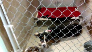 Old film❤️Polo(pictured) 6y A596284adopted7-22-2017 American Pit Bull kennel 64 Kiwi 2y A600429adopted12-10-2017 Pointer Pima Animal Care Center❤️6-5-2017