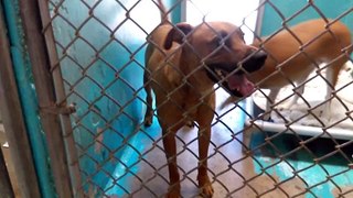 Old film❤️Ollie Pet Id 833262adopted6-3-2017 Shepherd & Perkus 1y Pet Id 844014adopted7-3-2017. Perkus is out in back Enthusiastically teaching me how he can sit kennel 31 The Humane Society of Southern AZ❤️6-3-2017