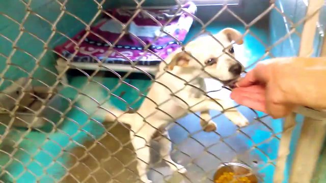 Old film❤️Raven 1y Pet Id 842891adopted6-27-2017 Female Boxer kennel 26 & Peewee(Jax) 5mos. Pet Id 843761adopted6-25-2017 Chihuahua. Peewee sits but can Raven learn too. Humane Society Of Southern Arizona❤️6-11-2017