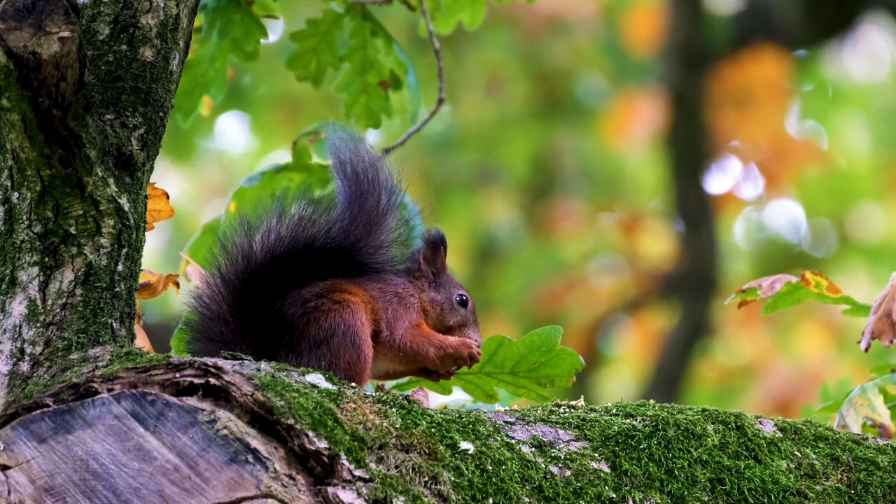 Âm nhạc thư giãn trị liệu với cảnh đẹp nhân gian - Cảnh đẹp nơi Thảo Nguyên