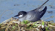 The Black Tern: Close Up HD Footage (Chlidonias niger)