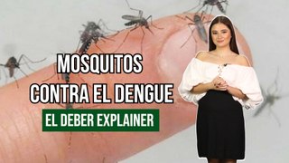 Mosquitos contra el dengue 