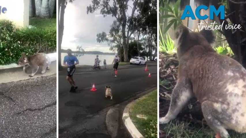Competitors in a Port Macquarie triathlon were surprised to see a koala crossing the race track.