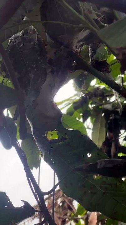 Ameisen! Die tun richtig weh…. (1280p_60fps_H264-128kbit_AAC)