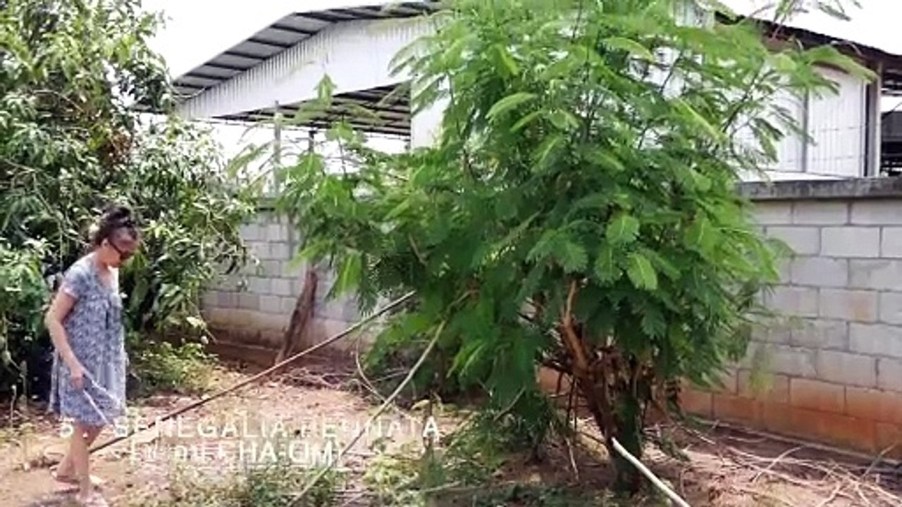 16 essbare Pflanzen aus unserem Garten in Thailand. Scharf und viel Haut! #Thailand #Garten #Haut