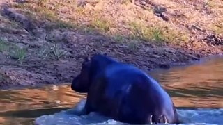 Hippo Sneaks Up On Lions