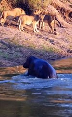 Hippo Sneaks Up On Lions