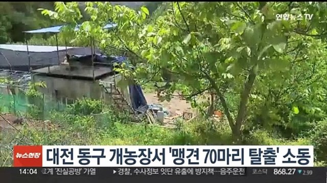 대전 동구 개농장서 '맹견 70마리 탈출' 소동