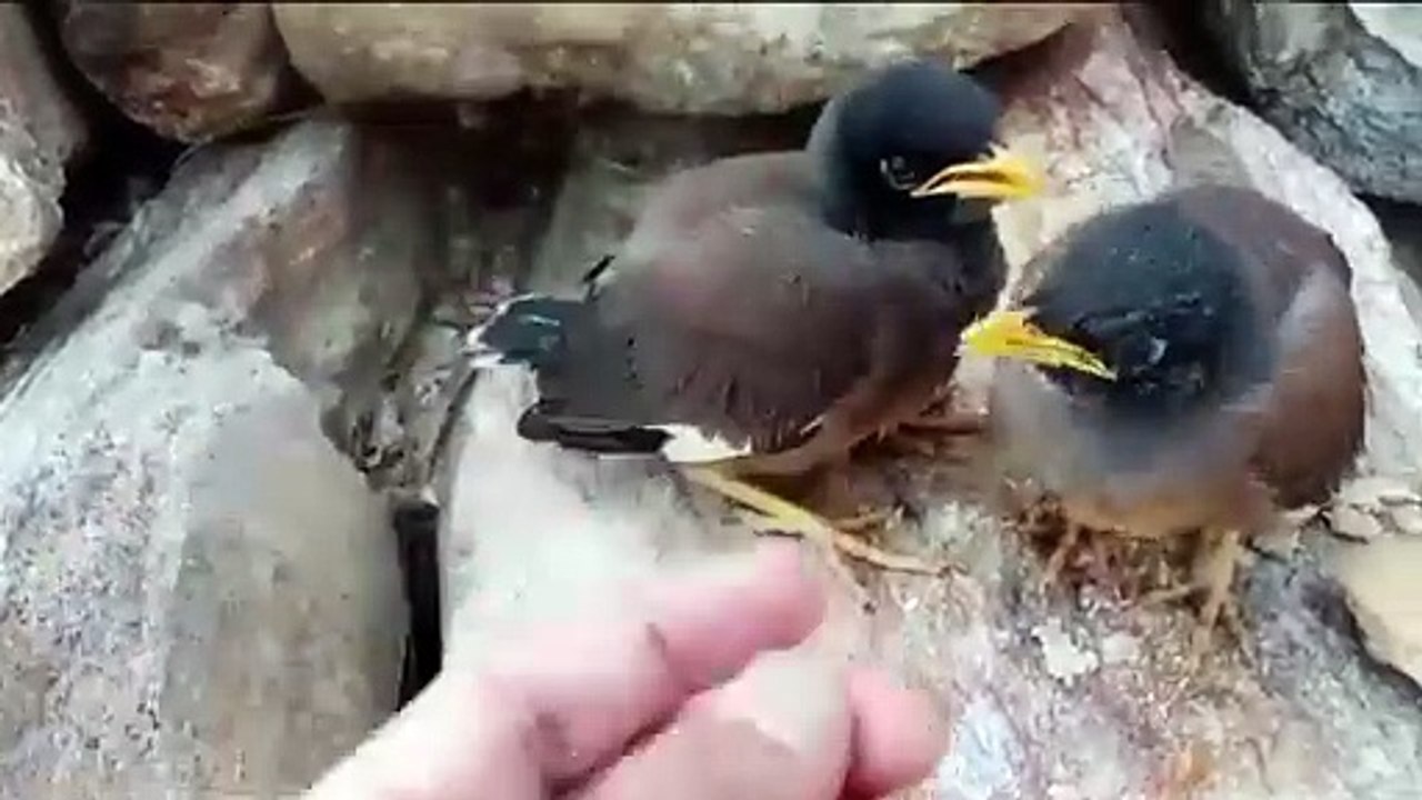 pigeontraining_viralshorts_pigeon_youtubeshorts_#viral