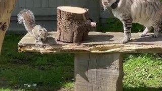 Cat and Squirrel Play Peekaboo in Backyard