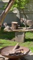 Cat and Squirrel Play Peekaboo in Backyard
