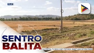 Nasa 1,000 ektarya ng lupain sa Oriental Mindoro, apektado ng El Niño