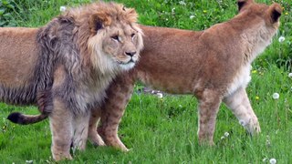 Lions rescued from Ukraine make first appearance in Doncaster