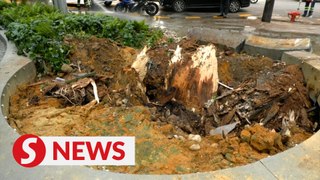Fallen tree debris cleared from Jalan Sultan Ismail