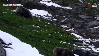 Mayıs ayında Erzurum'a yağan karın eğlencesini boz ayılar çıkardı