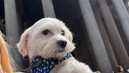 "I spent £800 taking my dog on month-long holiday around Italy - it was worth it"