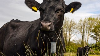 Cows controlled with GPS tracker which plays Waltzing Matilda