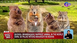Quokka, binansagang ‘happiest animal in the world’ | Dapat Alam Mo!