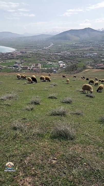 Gevaş Ve Van Gölü Manzarası Eşliğinde Koyun Otlatma