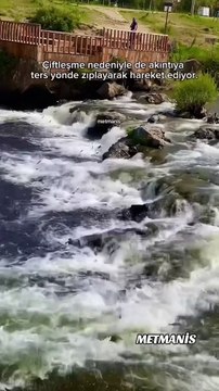 İnci kefali Göçü _ Van