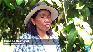 Thailand: heatwave hurts durian fruit production