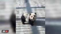 Watch: China zoo paints dogs to look like pandas
