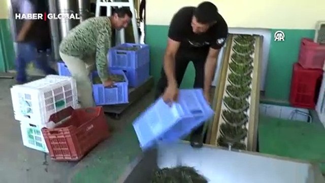 Kuzey Kıbrıs Türk Cumhuriyeti'nde bir ilk! Ada Yerlisi adıyla tescil edildi