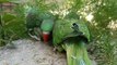 Raw Alexandrine parrots chicks