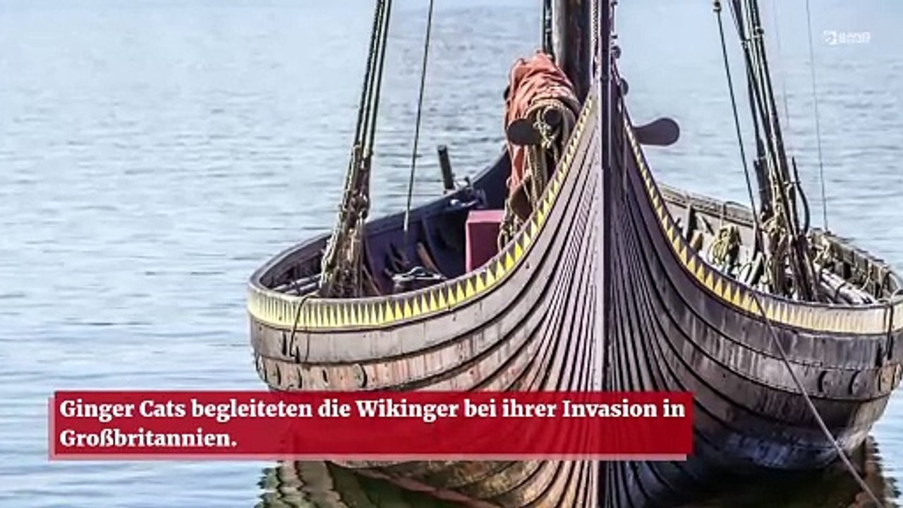Ginger Cats kamen mit den Wikingern nach Großbritannien