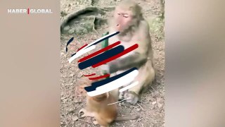 Yavru maymun ile annesi arasında çıkan salatalık kavgası